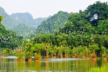 Du Lịch Vườn Chim Thung Nham - Tam Cốc