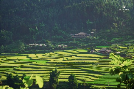 Tú Lệ mùa lúa chín