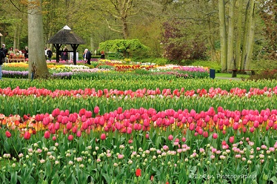 Vườn hoa lớn nhất thế giới KeuKenhof